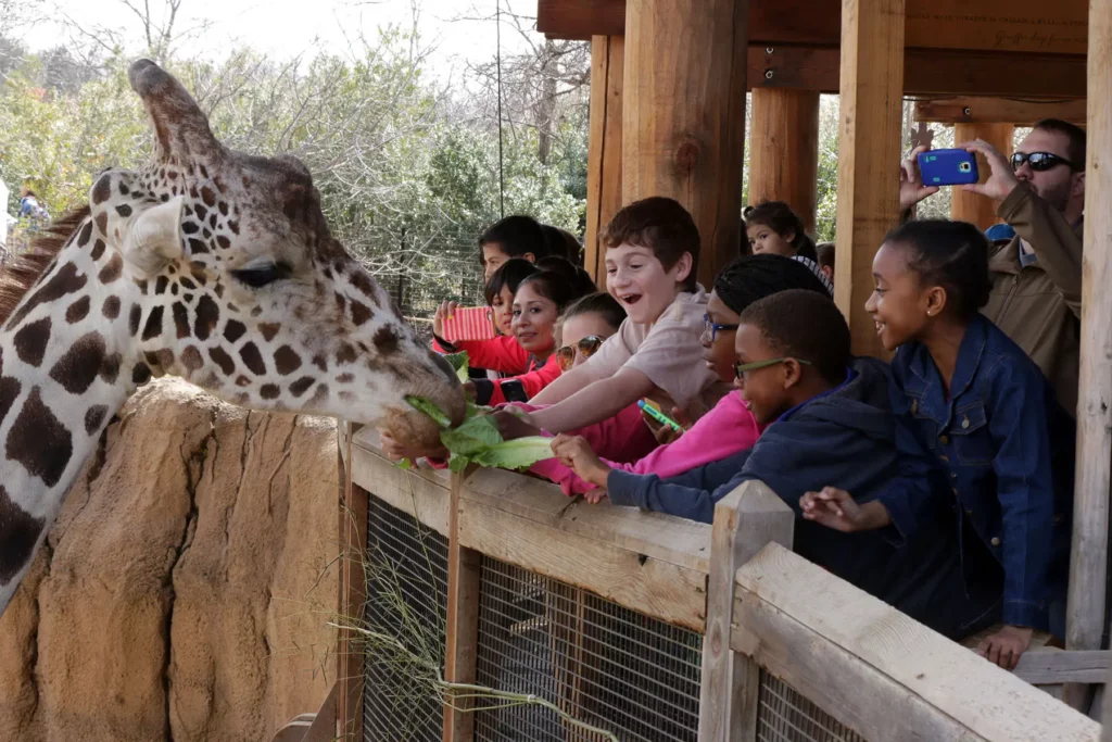Dallas zoo Kids activities in Dallas