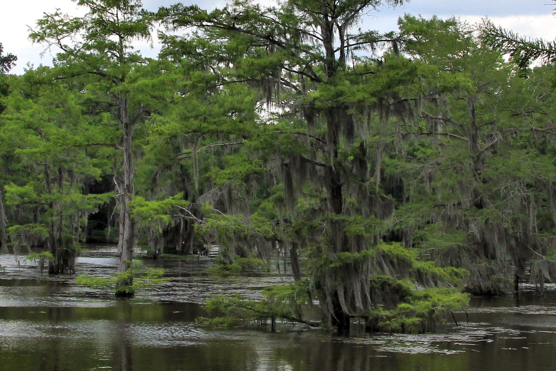 Caddo Lake cypress swamp - East Texas Caddo Lake cypress trees draped in Spanish moss, the only natural lake in Texas