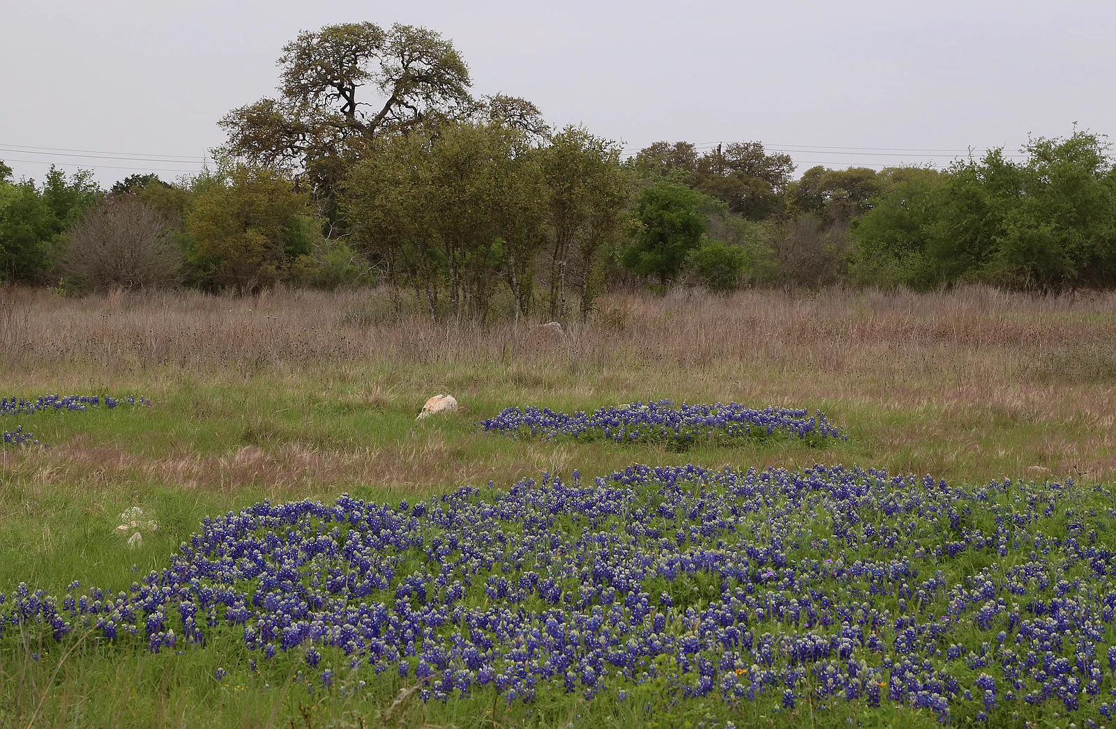 Best Vacation Spots in Texas - Hill Country Vista Texas Hill Country bluebonnet field with oak trees